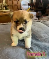 Sam, a  Pembroke Welsh Corgi for sale in Perris, CA – 2 of 5