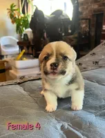 Dot, a  Pembroke Welsh Corgi for sale in Perris, CA – 2 of 2