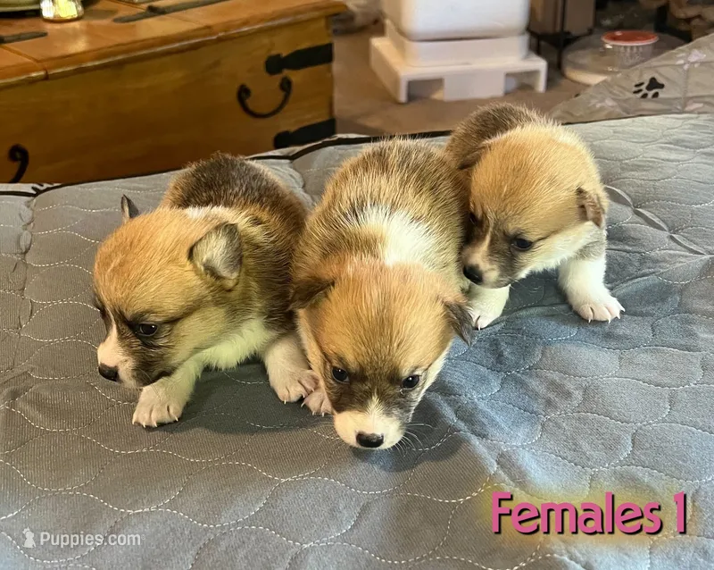 Star – Pembroke Welsh Corgi puppy for sale in Perris, CA