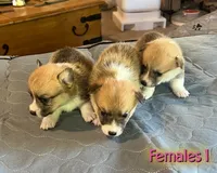 Star, a  Pembroke Welsh Corgi for sale in Perris, CA – 1 of 4
