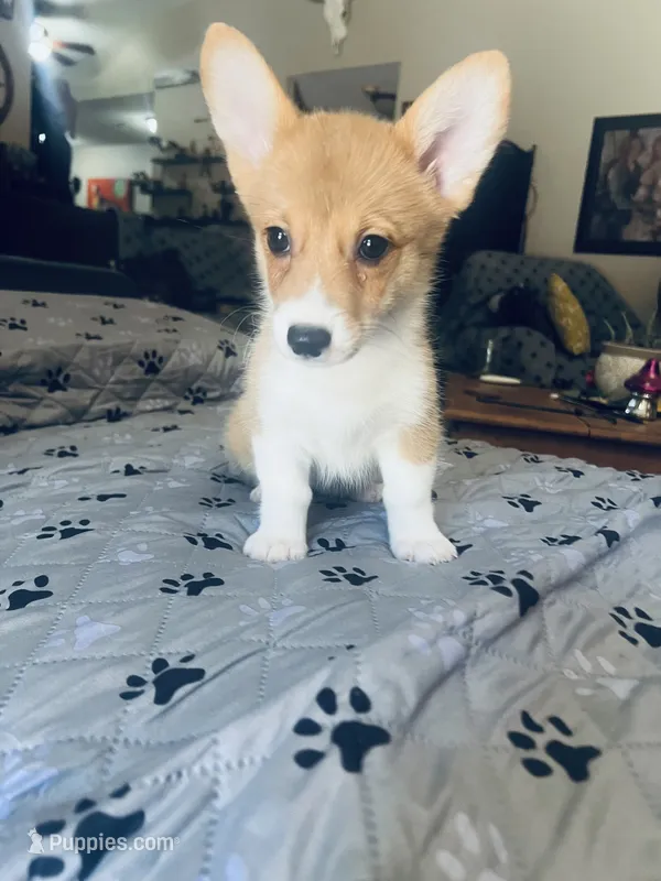Star – Pembroke Welsh Corgi puppy for sale in Perris, CA