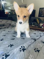 Star, a female Pembroke Welsh Corgi for sale in Perris, CA – 1 of 2