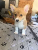 opal, a female Pembroke Welsh Corgi for sale in Perris, CA – 2 of 2