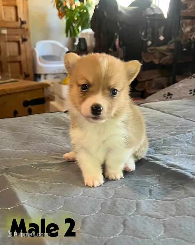 Mat – Pembroke Welsh Corgi puppy on hold in Perris, CA