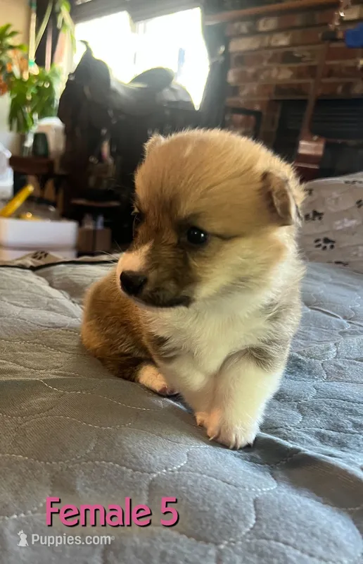 Sam, a  Pembroke Welsh Corgi for sale in Perris, CA – 1 of 5