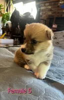 Sam, a  Pembroke Welsh Corgi for sale in Perris, CA – 1 of 5