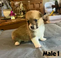Rocky, a  Pembroke Welsh Corgi for sale in Perris, CA – 3 of 7