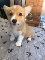 Luna, a female Pembroke Welsh Corgi for sale in Perris, CA – 2 of 3