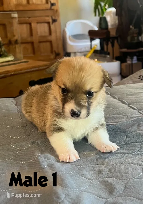 Rocky – Pembroke Welsh Corgi puppy for sale in Perris, CA