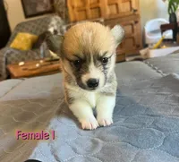 Star, a  Pembroke Welsh Corgi for sale in Perris, CA – 3 of 4