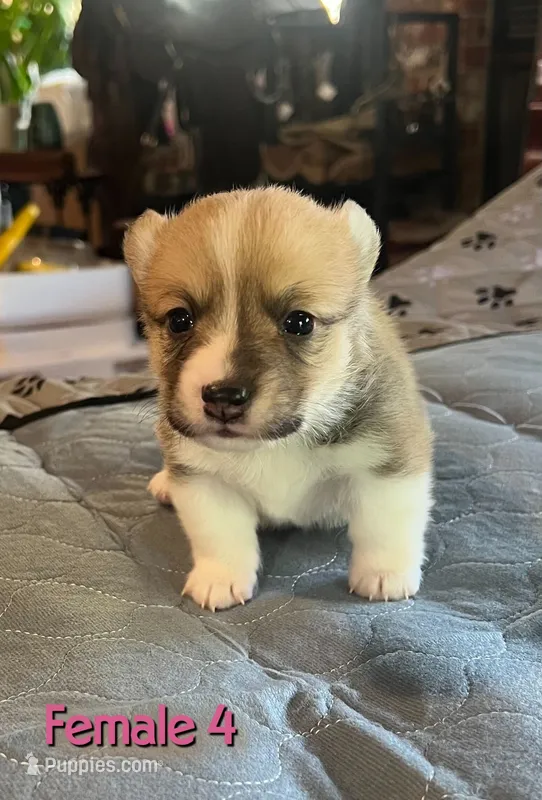 Dot – Pembroke Welsh Corgi puppy for sale in Perris, CA