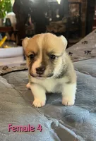 Dot, a  Pembroke Welsh Corgi for sale in Perris, CA – 1 of 2