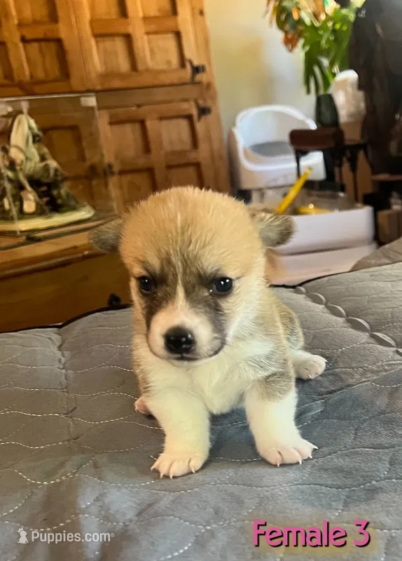 opal – Pembroke Welsh Corgi puppy for sale in Perris, CA