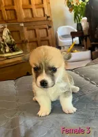 opal, a  Pembroke Welsh Corgi for sale in Perris, CA – 1 of 3