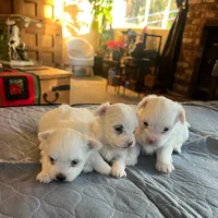 Bear, a male Coton de Tulear for sale in Perris, CA – Photo 5 of 6