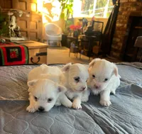 Bear, a male Coton de Tulear for sale in Perris, CA – Photo 5 of 6