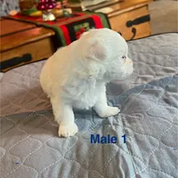 Bear, a male Coton de Tulear for sale in Perris, CA – Photo 2 of 6