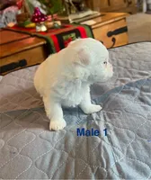 Bear, a male Coton de Tulear for sale in Perris, CA – Photo 2 of 6