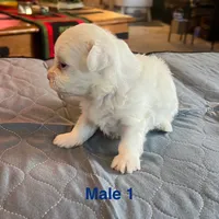 Bear, a male Coton de Tulear for sale in Perris, CA – Photo 3 of 6