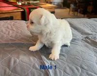 Bear, a male Coton de Tulear for sale in Perris, CA – Photo 3 of 6