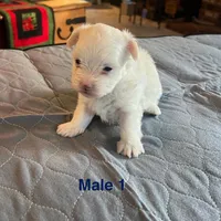 Bear, a male Coton de Tulear for sale in Perris, CA – Photo 1 of 6