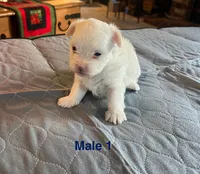 Bear, a male Coton de Tulear for sale in Perris, CA – Photo 1 of 6