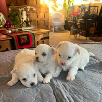 Bear, a male Coton de Tulear for sale in Perris, CA – Photo 4 of 6