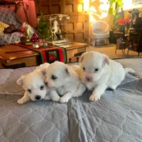 Bear, a male Coton de Tulear for sale in Perris, CA – Photo 6 of 6