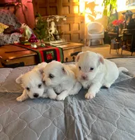 Bear, a male Coton de Tulear for sale in Perris, CA – Photo 6 of 6