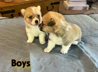 Mat, a  Pembroke Welsh Corgi for sale in Perris, CA – 3 of 4