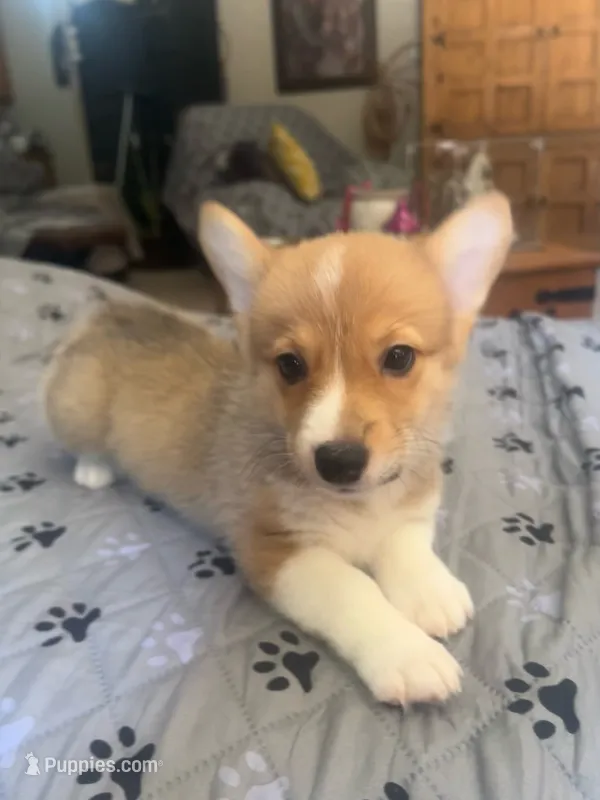 Luna – Pembroke Welsh Corgi puppy for sale in Perris, CA