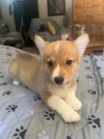 Luna, a female Pembroke Welsh Corgi for sale in Perris, CA – 1 of 3