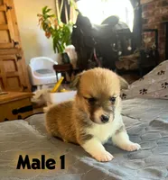 Rocky, a  Pembroke Welsh Corgi for sale in Perris, CA – 6 of 7