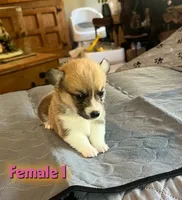Star, a  Pembroke Welsh Corgi for sale in Perris, CA – 4 of 4