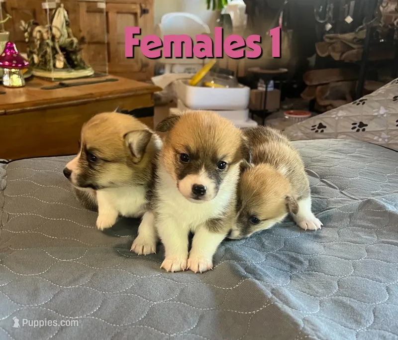 Luna – Pembroke Welsh Corgi puppy for sale in Perris, CA