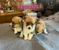 Luna, a  Pembroke Welsh Corgi for sale in Perris, CA – 1 of 5