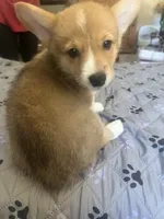 Luna, a female Pembroke Welsh Corgi for sale in Perris, CA – 3 of 3