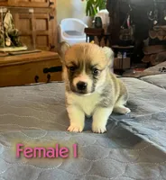 Star, a  Pembroke Welsh Corgi for sale in Perris, CA – 2 of 4