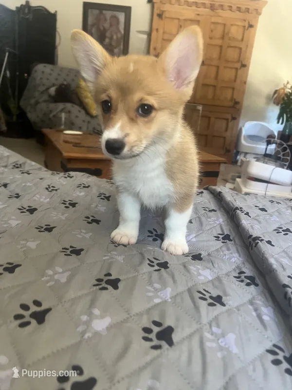 opal – Pembroke Welsh Corgi puppy for sale in Perris, CA