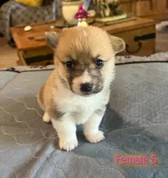 Sam, a  Pembroke Welsh Corgi for sale in Perris, CA – 3 of 5