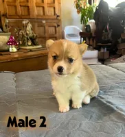 Mat, a  Pembroke Welsh Corgi for sale in Perris, CA – 4 of 4