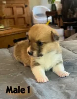 Rocky, a  Pembroke Welsh Corgi for sale in Perris, CA – 2 of 7