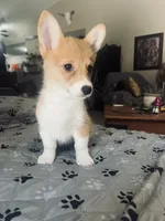 Star, a female Pembroke Welsh Corgi for sale in Perris, CA – 2 of 2