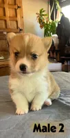 Mat, a  Pembroke Welsh Corgi for sale in Perris, CA – 2 of 4