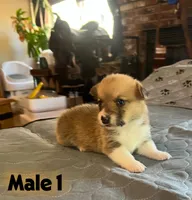 Rocky, a  Pembroke Welsh Corgi for sale in Perris, CA – 5 of 7