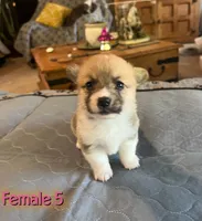 Sam, a  Pembroke Welsh Corgi for sale in Perris, CA – 4 of 5