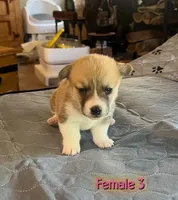 opal, a  Pembroke Welsh Corgi for sale in Perris, CA – 2 of 3