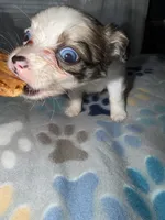 Bella, a female Shih Tzu and Pomsky for sale in Syracuse, NY – 2 of 2