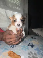 Bear, a male Shih Tzu and Pomsky for sale in Syracuse, NY – 2 of 2