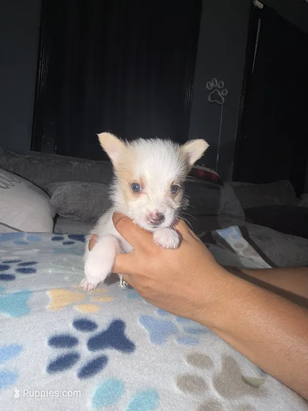 Max – Shih Tzu, Pomsky puppy for sale in Syracuse, NY